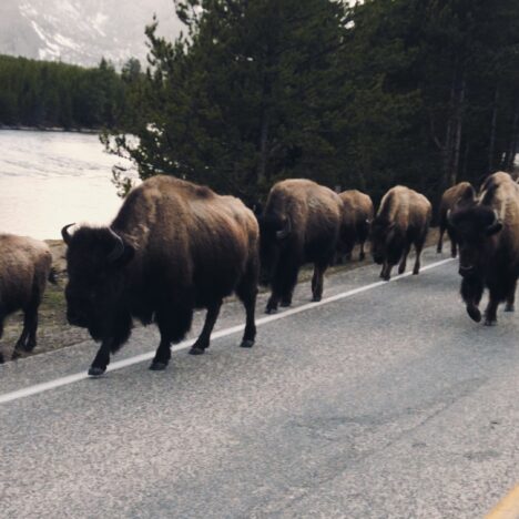 YELLOWSTONE Y GRAND TETON